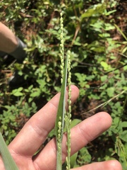 Paspalum bifidum
