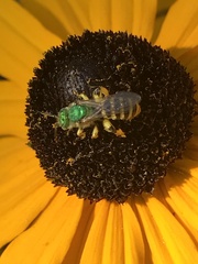 Agapostemon