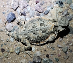 Phrynosoma goodei