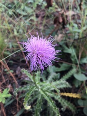 Cirsium repandum