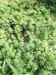 Myriophyllum aquaticum