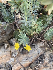 Euryops
