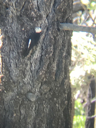 iNaturalist observation photo of White-headed Woodpecker