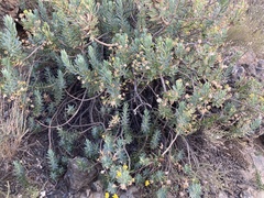 Euryops