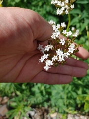 Valeriana sitchensis