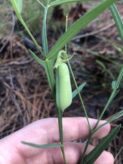 Crotalaria purshii