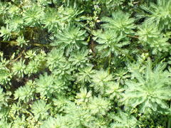 Myriophyllum aquaticum
