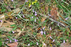 Hypoestes cumingiana