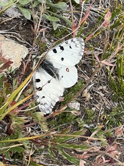 Parnassius smintheus
