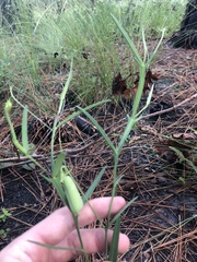 Crotalaria purshii