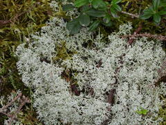 Cladonia arbuscula