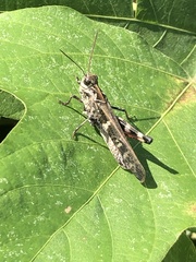 Oedaleus infernalis