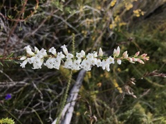 Epacris obtusifolia