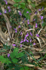 Hypoestes cumingiana