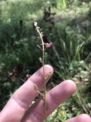 Desmodium nuttallii