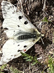 Parnassius smintheus