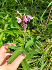 Desmodium canadense