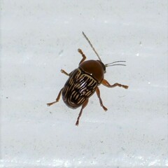 Cryptocephalus fulguratus