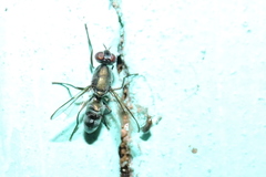 Plagiostenopterina aenea