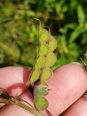 Desmodium canadense
