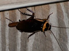 Periplaneta australasiae