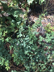 Desmodium marilandicum