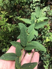 Desmodium obtusum