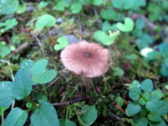 Inocybe