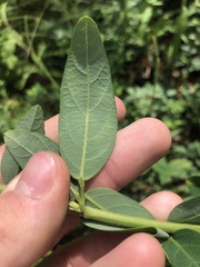 Desmodium obtusum