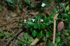 Lepidagathis stenophylla