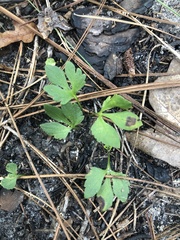 Viola pedata