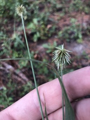 Cyperus plukenetii