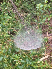 Frontinella pyramitela