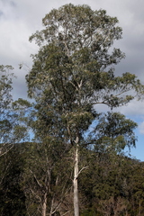Eucalyptus elata