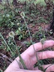 Cyperus plukenetii