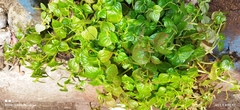 Peperomia pellucida