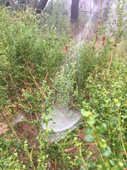 Frontinella pyramitela