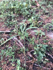 Cyperus plukenetii