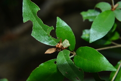 Croton cascarilloides