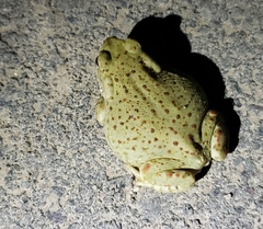 Incilius alvarius