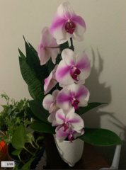 Phalaenopsis