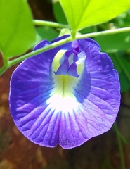 Clitoria ternatea