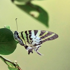 Graphium antiphates