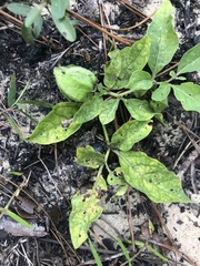 Physalis lanceolata