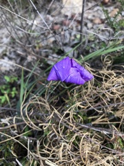 Patersonia