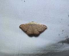 Leptostales pannaria