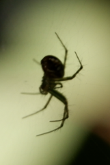 Mangora