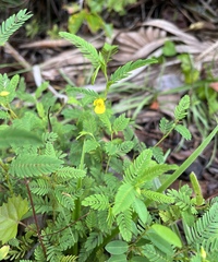 Chamaecrista nictitans aspera