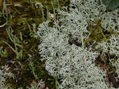 Cladonia arbuscula