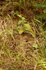 Hypericum virginicum